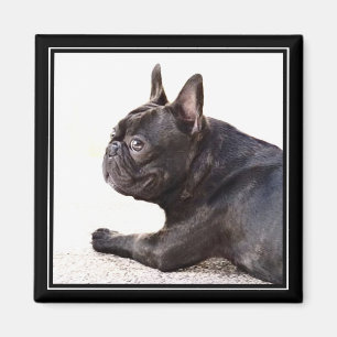 Fransk bulldoggmagnet magnet