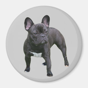Fransk bulldoggmagnet magnet