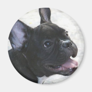 Fransk bulldoggmagnet magnet