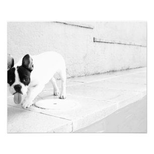 Fransk bulldoggtunga ut fototryck