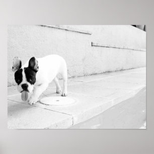Fransk bulldoggtunga ut poster