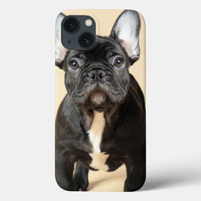 Fransk bulldoggvalp (Baksida)