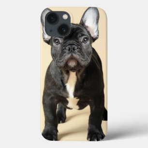 Fransk bulldoggvalp