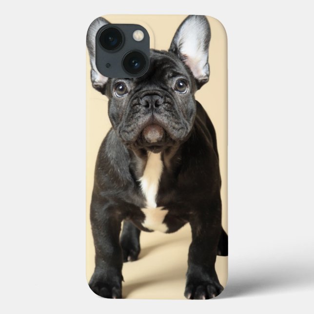 Fransk bulldoggvalp (Baksida)