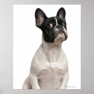Fransk bulldoggvalp (5 gammala månader) poster