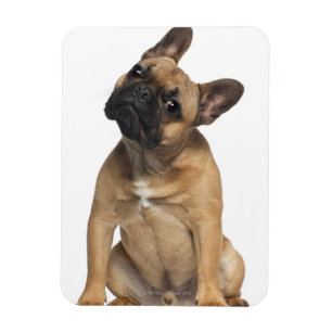 Fransk bulldoggvalp (7 gammala månader) magnet