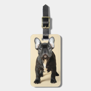 Fransk bulldoggvalp bagagebricka