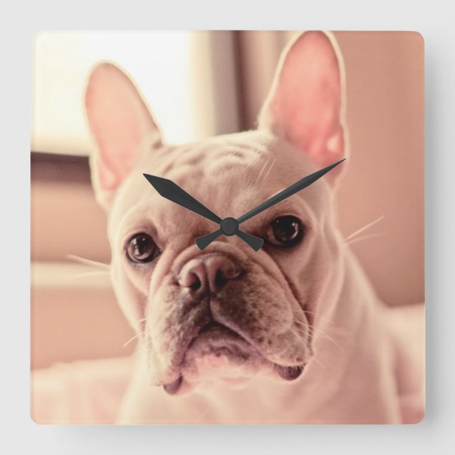 Fransk bulldoggvalp fyrkantig klocka (Framsida)