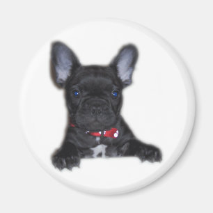 Fransk bulldoggvalp magnet