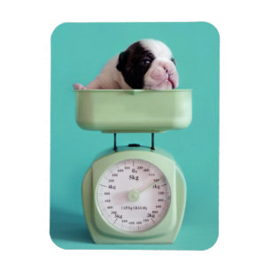 Fransk bulldoggvalp magnet