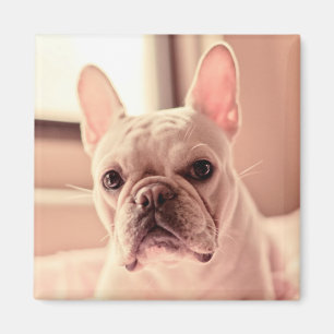 Fransk bulldoggvalp magnet