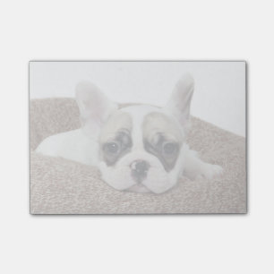 Fransk bulldoggvalp som ljuger i en hundsäng post-it block