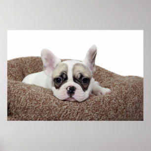 Fransk bulldoggvalp som ljuger i en hundsäng poster