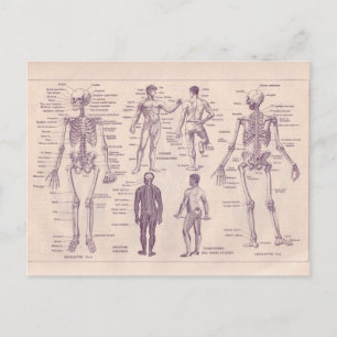 Fransk Encyklopedia 1920, Human Anatomy Vykort