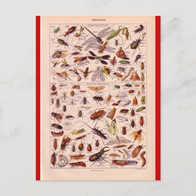 Fransk Encyklopedia 1920, Insektra Vykort (Framsida)