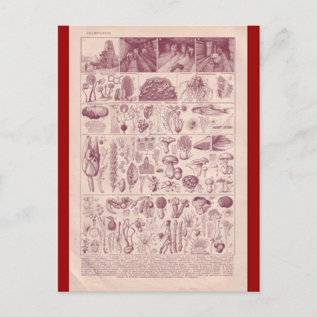 Fransk Encyklopedia 1920, svampar Vykort (Framsida)