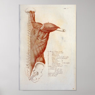 Fransk för Muscle Anatomy Back Nacke Print Poster