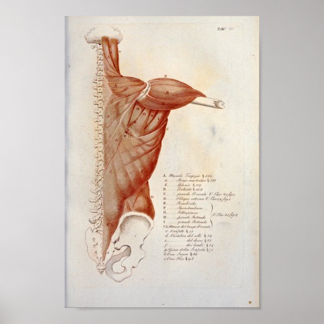 Fransk för Muscle Anatomy Back Nacke Print Poster (Framsidan)