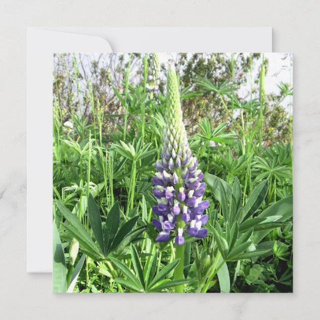 Fransk Garden Lupine Card Kort (Framsida)