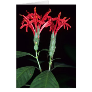 FRANSK GUIANA: Pachystachys coccinea OBS Kort