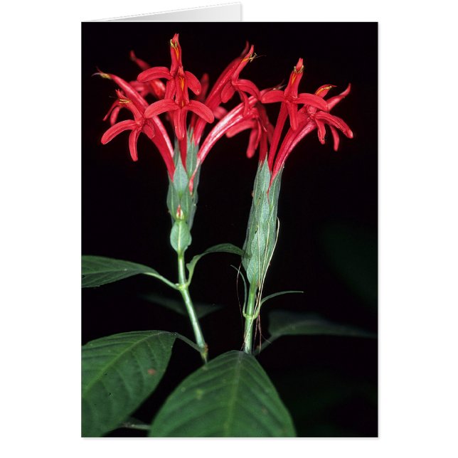 FRANSK GUIANA: Pachystachys coccinea OBS Kort (Framsidan)