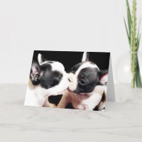 Fransk-hundvalpar