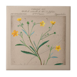 Fransk Illustration av botaniskt koppel Kakelplatta