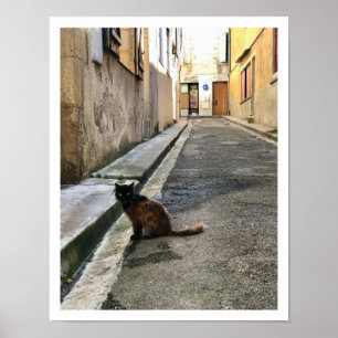 Fransk Katt Poster