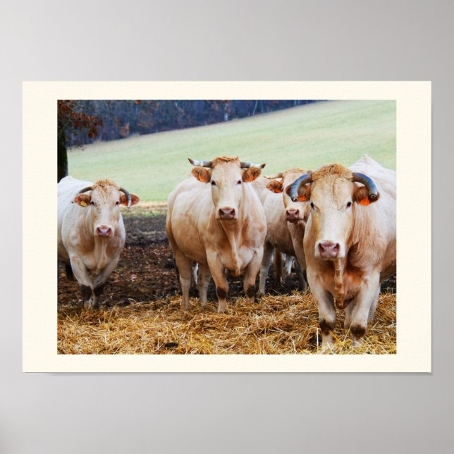 Fransk kor poster (Framsidan)