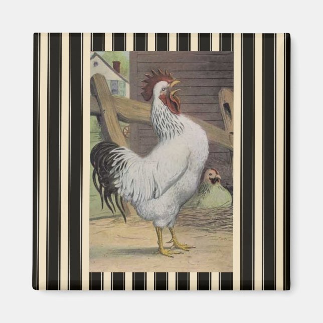 Fransk Land White Tupp Hen Fridge Magnet (Framsidan)