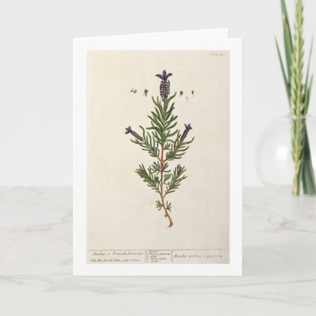 Fransk lavendel, pläterar 241 från 'en nyfikna kort (Framsida)