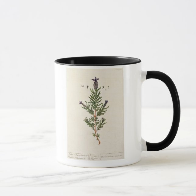 Fransk lavendel, pläterar 241 från 'en nyfikna mugg (Höger)