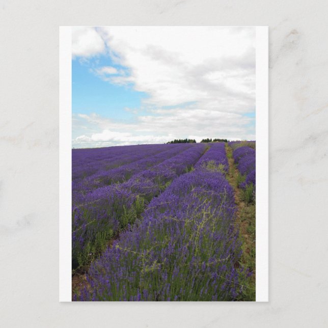 fransk lavender fält vykort (Framsida)