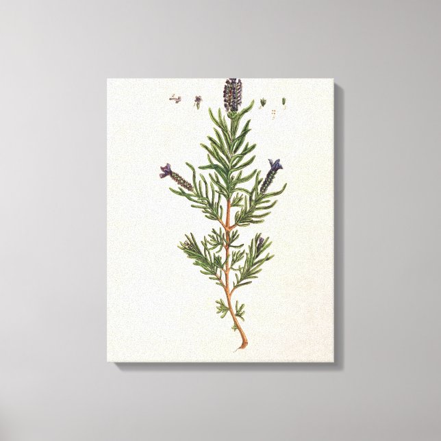Fransk Lavender, tallrik 241 från "A Nyfiken Herba Canvastryck (Framsida)