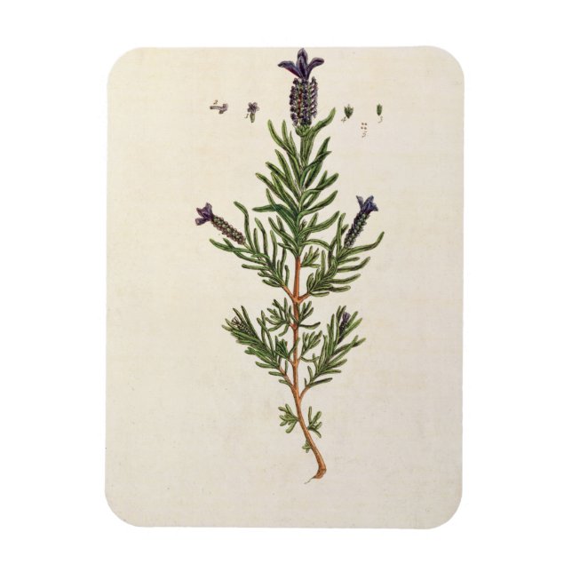 Fransk Lavender, tallrik 241 från "A Nyfiken Herba Magnet (Vertikal)