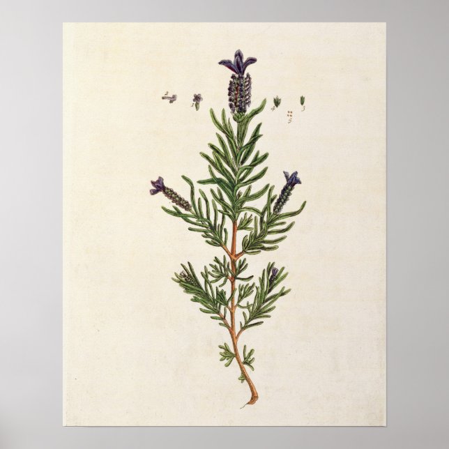 Fransk Lavender, tallrik 241 från "A Nyfiken Herba Poster (Framsidan)