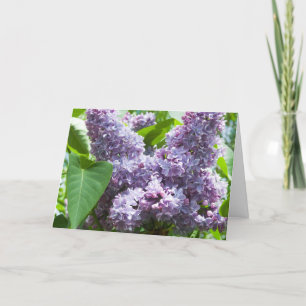 Fransk Lilac Hämta källkortsmall Kort