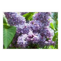 Fransk Lilacs