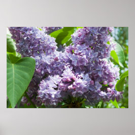 Fransk Lilacs Poster