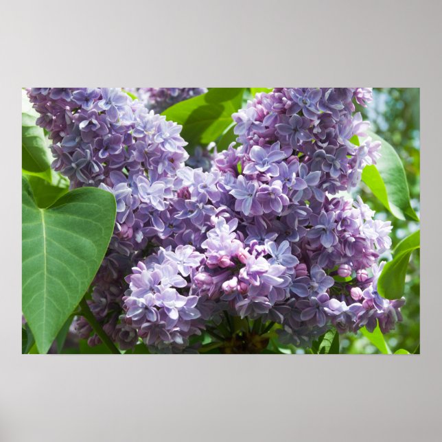 Fransk Lilacs Poster (Framsidan)