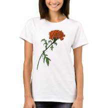 Fransk Marigold Flower Bläck Teckning