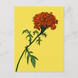 Fransk Marigold Flower Plant Älskare Gardener Vykort