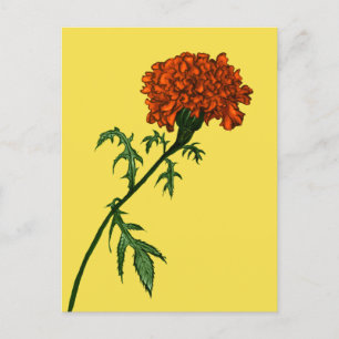 Fransk Marigold Flower Plant Älskare Gardener Vykort