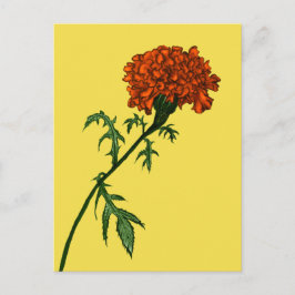 Fransk Marigold Flower Plant Älskare Gardener Vykort