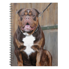 Fransk Mastiff Anteckningsbok Med Spiral