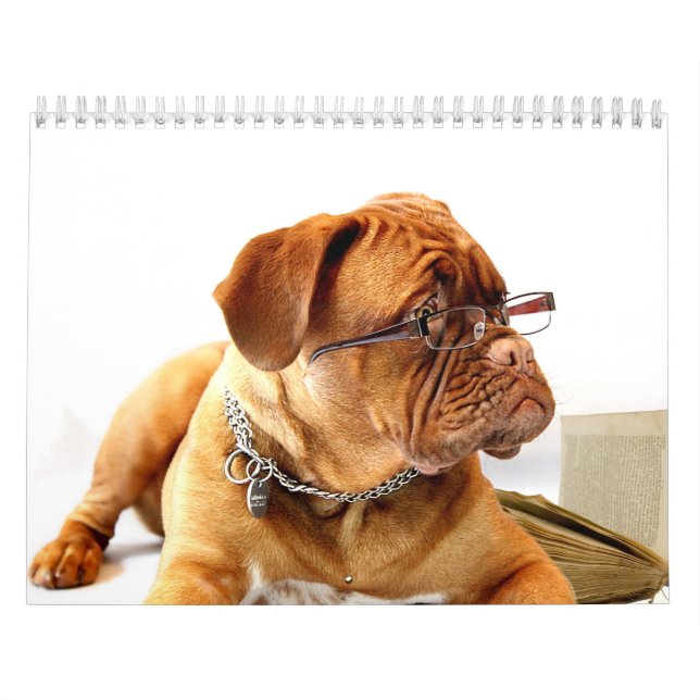 Fransk Mastiff Dogue de Bordeaux Kalender (Omslag)