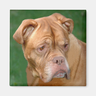 Fransk Mastiff Magnet