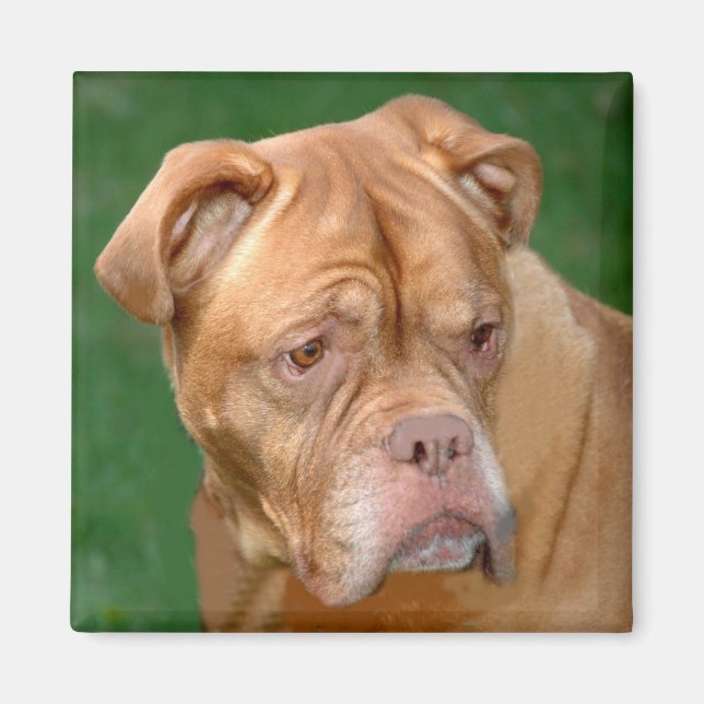 Fransk Mastiff Magnet (Framsidan)
