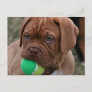 Fransk Mastiff Puppy Vykort