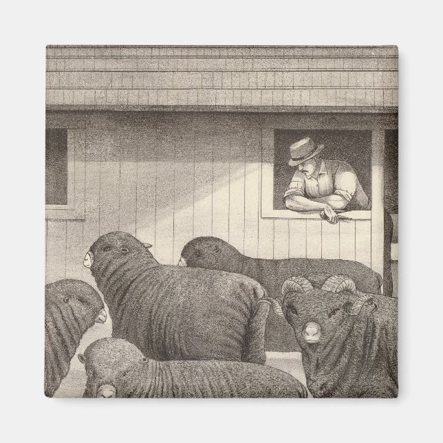 Fransk merino-får magnet (Framsidan)